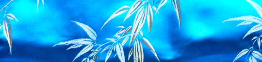 Post image for Wrap and Roll